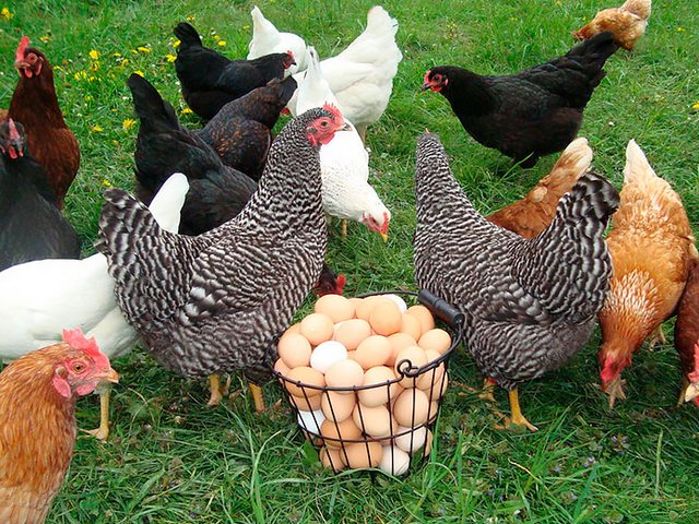 Содержание кур и уход за ними | ЗооТом - продажа, вязка и услуги для животных в Нефтеюганске