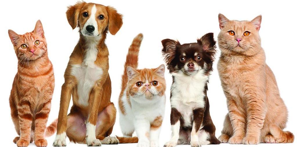 Доска объявлений о животных | ЗооТом - продажа, вязка и услуги для животных в Нефтеюганске