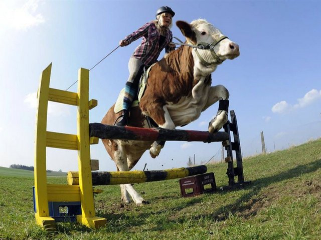 Статьи о коровах в Нефтеюганске | ЗооТом портал о животных