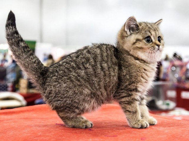 Породы кошек в Нефтеюганске | ЗооТом портал о животных