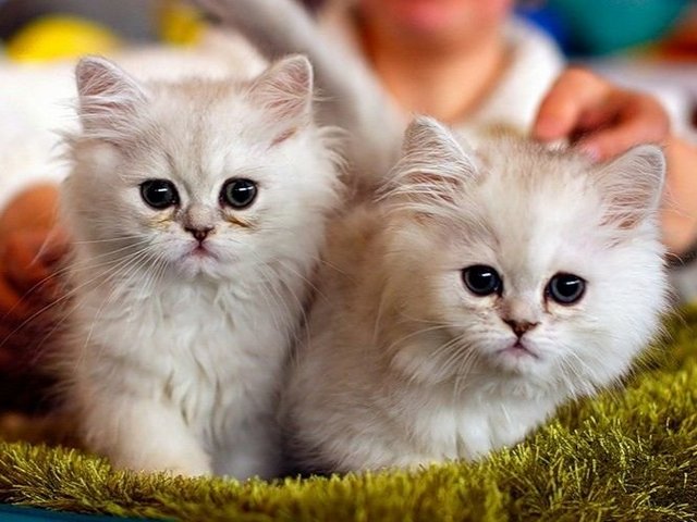 Породы кошек в Нефтеюганске | ЗооТом портал о животных