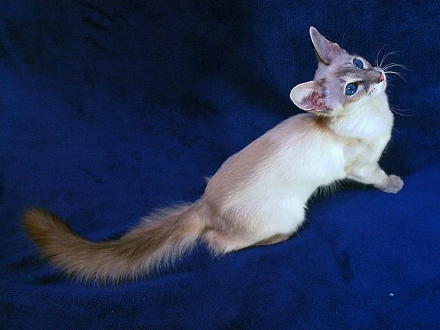 Выведенные породы кошек в Нефтеюганске | ЗооТом портал о животных