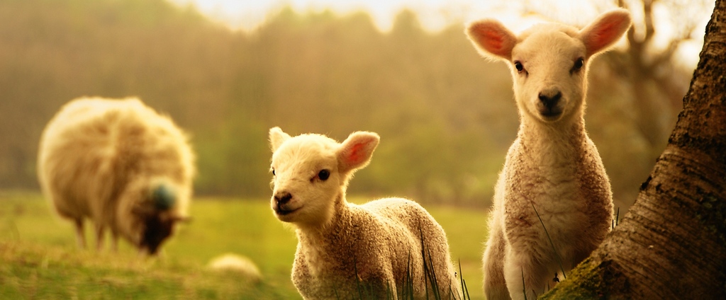 Объявления о сельскохозяйственных животных | ЗооТом - продажа, вязка и услуги для животных в Нефтеюганске