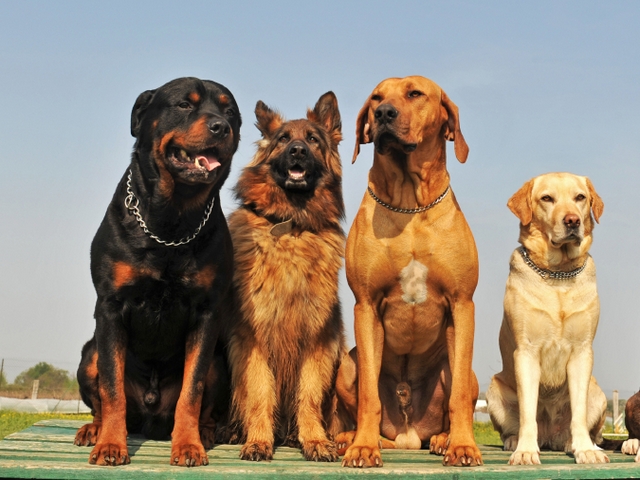Крупные породы собак в Нефтеюганске | ЗооТом портал о животных